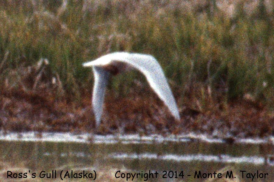 Ross's Gull -19900608 adult- (Antone Lake, Saint Paul Island, Alaska)
