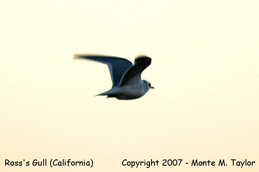Ross's Gull -fall- (Salton Sea, California)