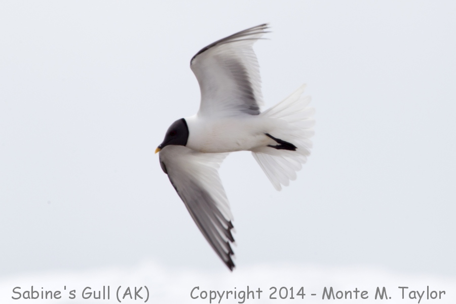 Sabine's Gull -spring- (Barrow, Alaska)