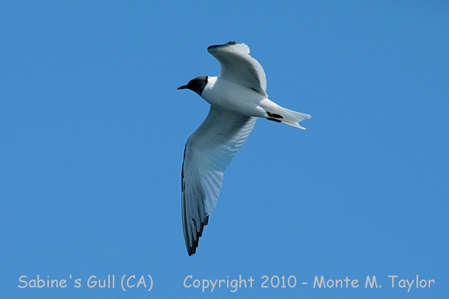 Sabine's Gull -summer- (California)