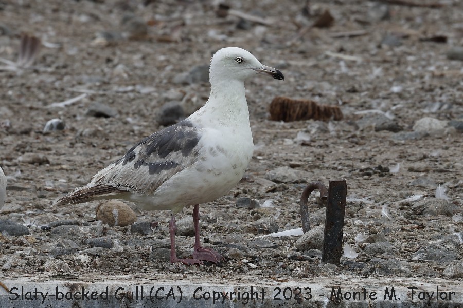 Slaty-backed Gull -spring second cycle- (Los Angeles, CA)