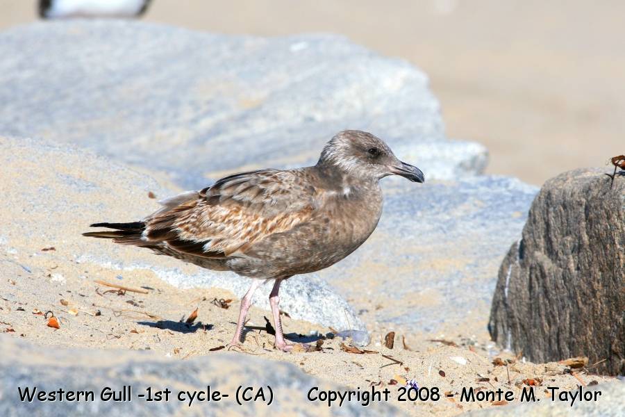 Western Gull -winter 1st cycle- (California)