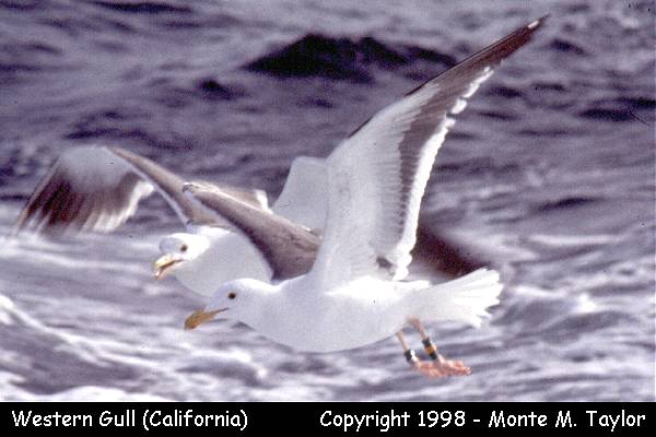 Western Gull -spring adult- (California)