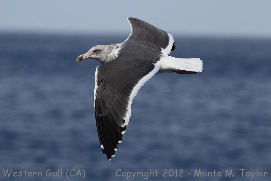 Western Gull -fall 3rd cycle- (California)