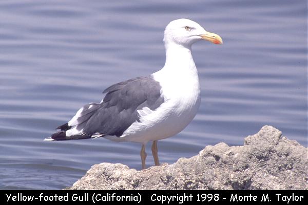 Yellow-footed Gull -summer adult- (California)