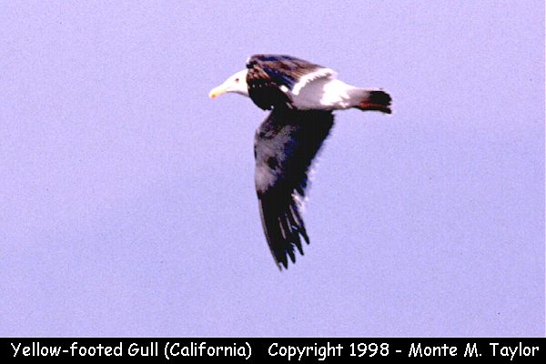 Yellow-footed Gull -summer adult- (California)