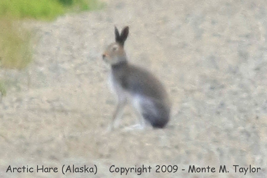 Arctic Hare -summer- (Alaska)