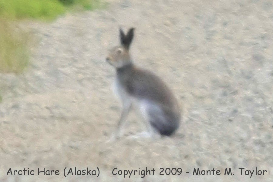 Arctic Hare -summer- (Alaska)