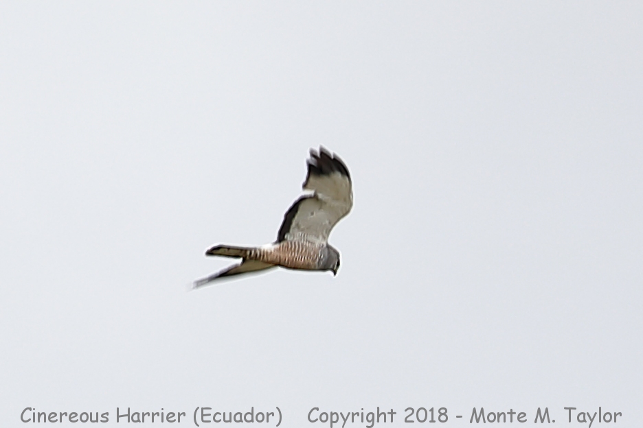 Cinereous Harrier -November- (Antisana Ecological Reserve, Ecuador)