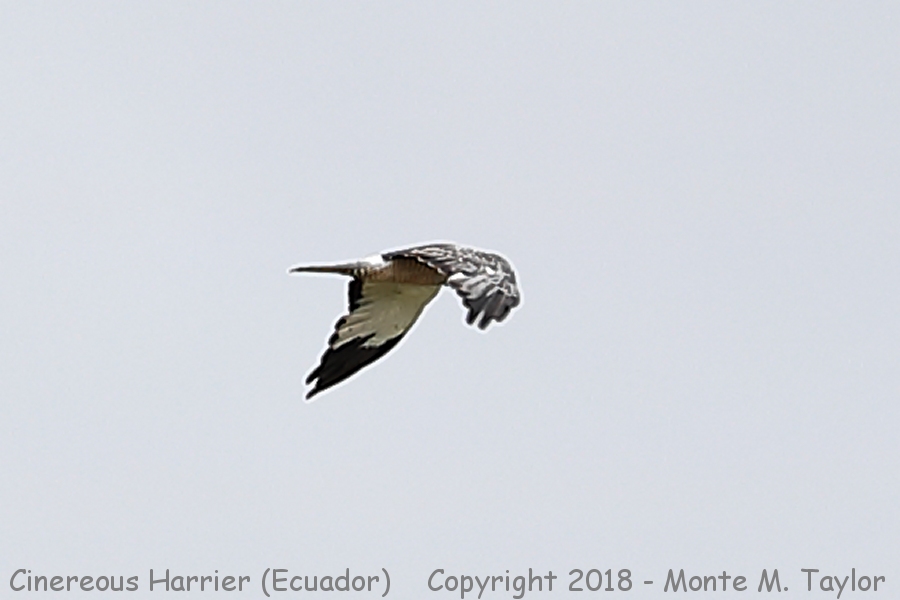 Cinereous Harrier -November- (Antisana Ecological Reserve, Ecuador)
