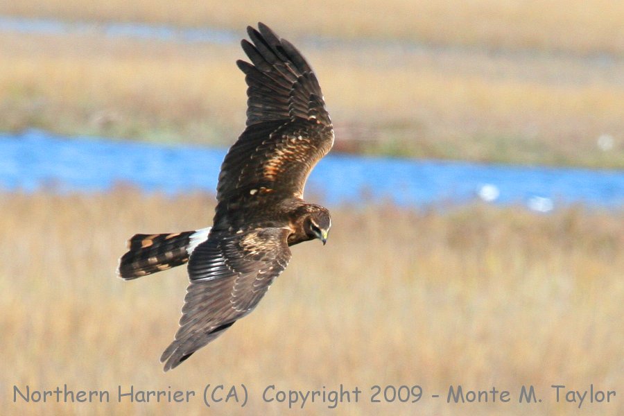 Northern Harrier -winter female- (California)