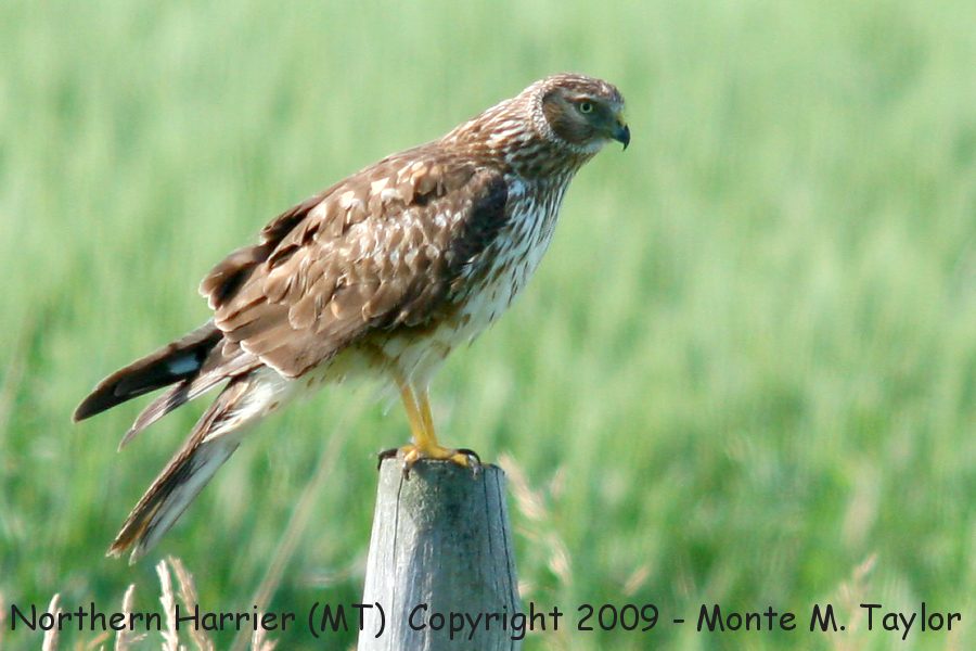 Northern Harrier -spring female- (Montana)
