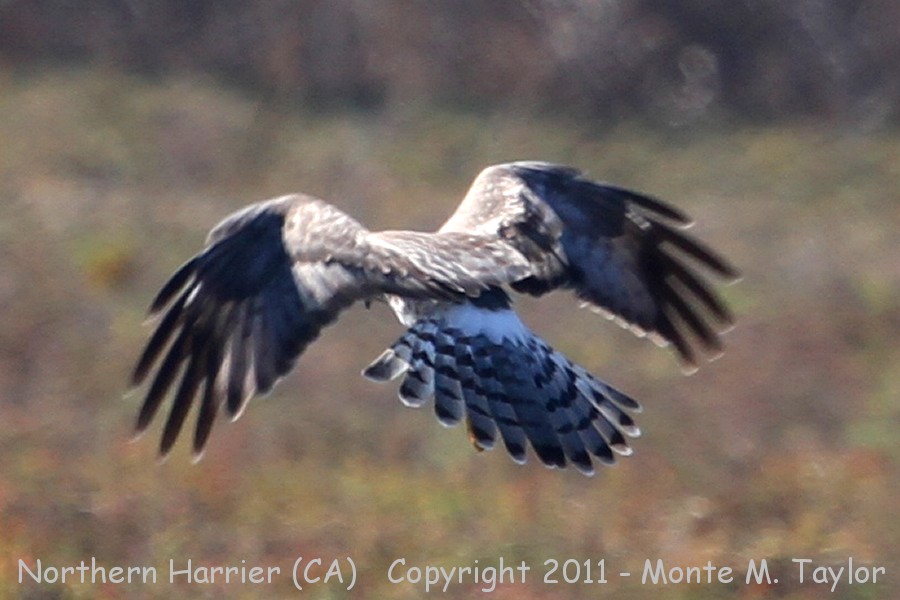 Northern Harrier -fall male- (California)