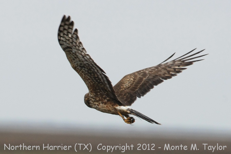 Northern Harrier -winter- (Texas)