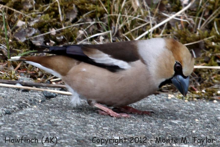 Hawfinch -spring male- (Adak Island, Aleutians, Alaska)
