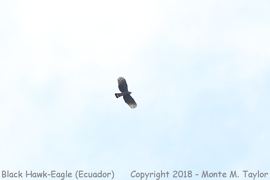 Black Hawk-Eagle -November- (Bellavista, Ecuador)