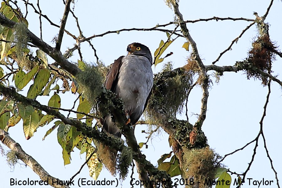 Bicolored Hawk -November- (Mindo, Ecuador)