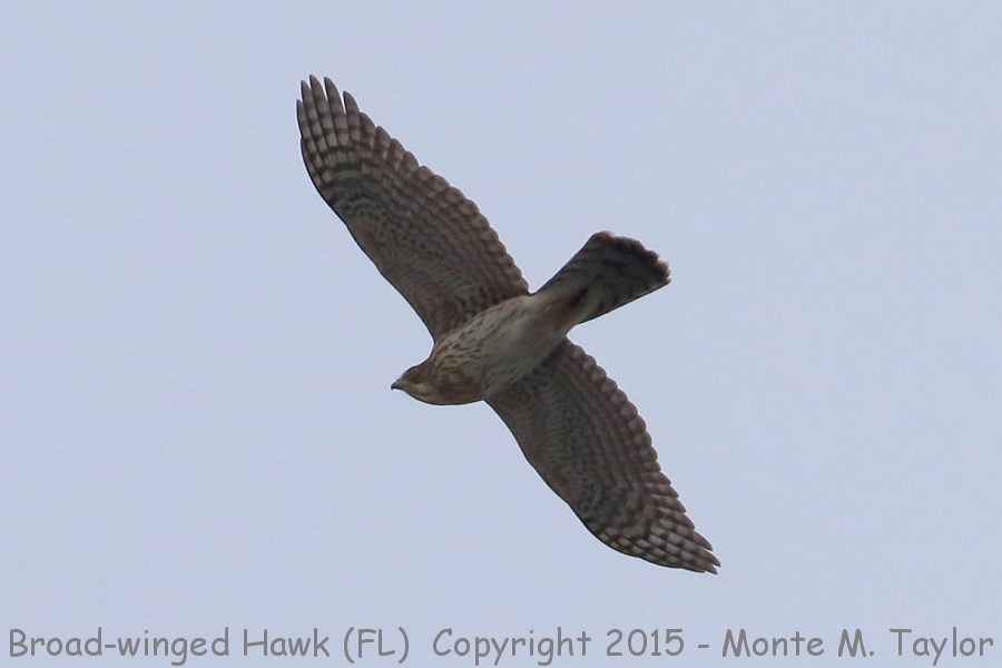 Broad-winged Hawk -fall- (Florida)