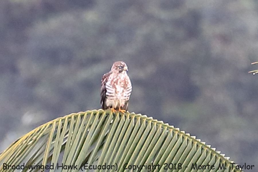 Broad-winged Hawk -November- (Paz Reserve, Ecuador)