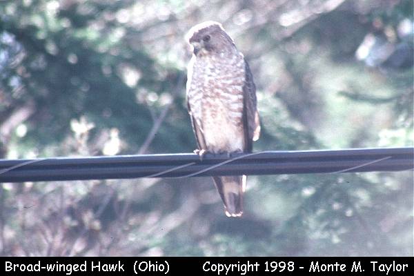 Broad-winged Hawk -spring- (Ohio)
