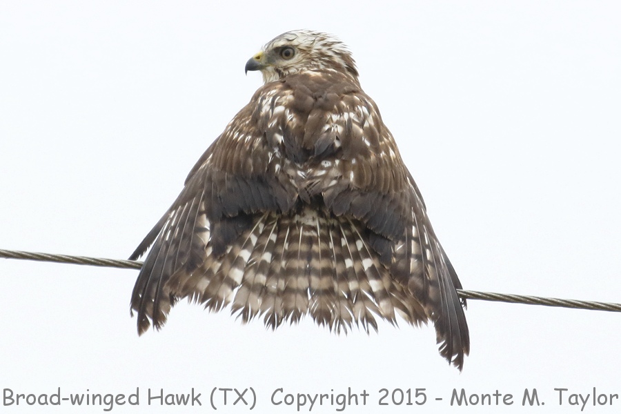 Broad-winged Hawk -winter- (Texas)