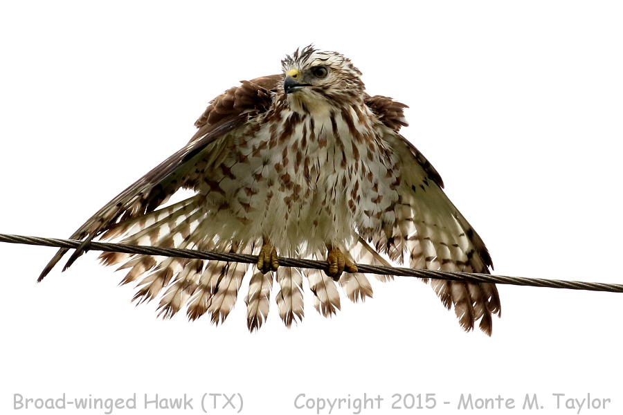Broad-winged Hawk -winter- (Texas)