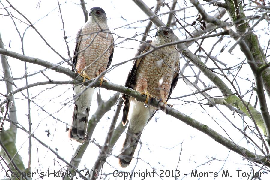 Cooper's Hawk -spring male (left) / female (right)- (California)