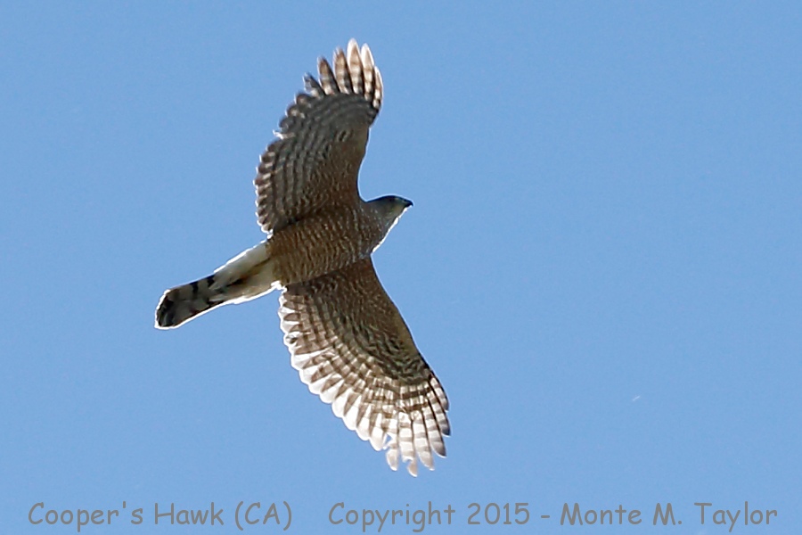 Cooper's Hawk -spring- (California)