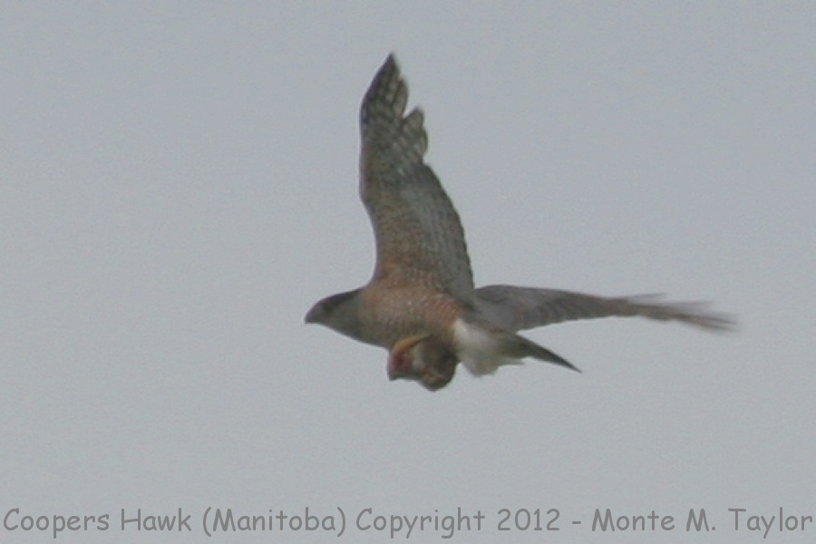 Cooper's Hawk -summer adult- (Riding Mtn. Provincial Park, Manitoba, Canada)