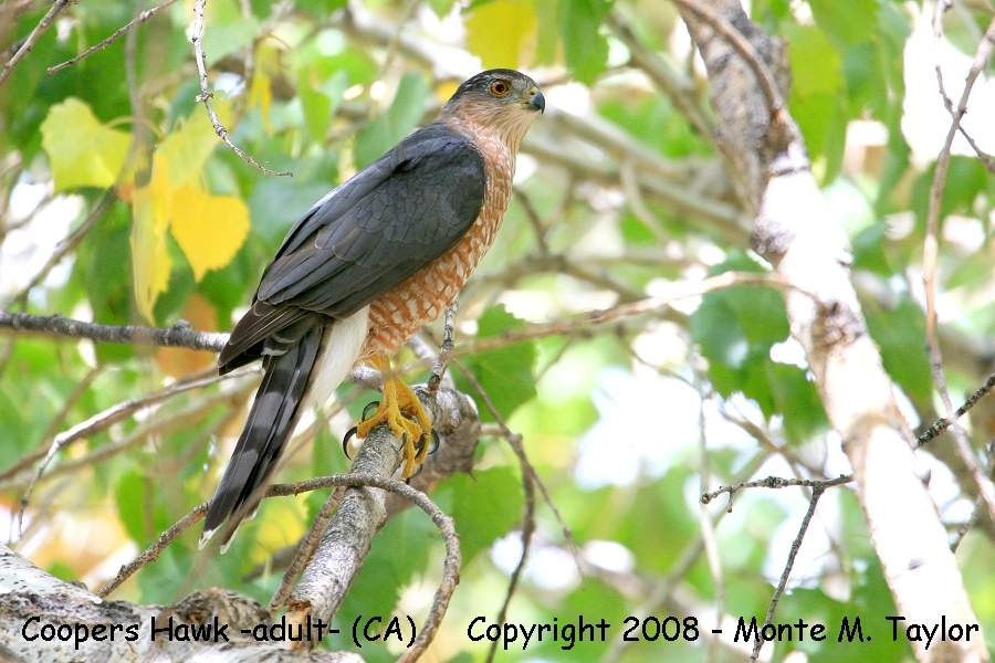 Cooper's Hawk -spring adult- (California)