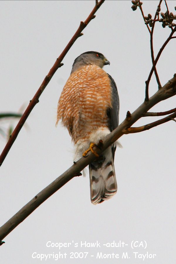 Cooper's Hawk -winter adult- (California)