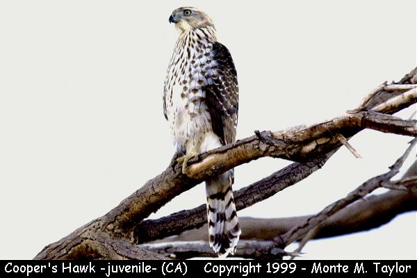 Cooper's Hawk -winter juvenal- (California)
