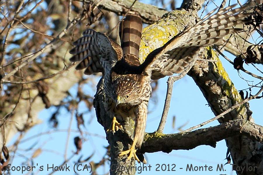Cooper's Hawk -fall juvenile- (California)