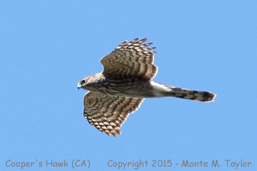 Cooper's Hawk -spring- (California)