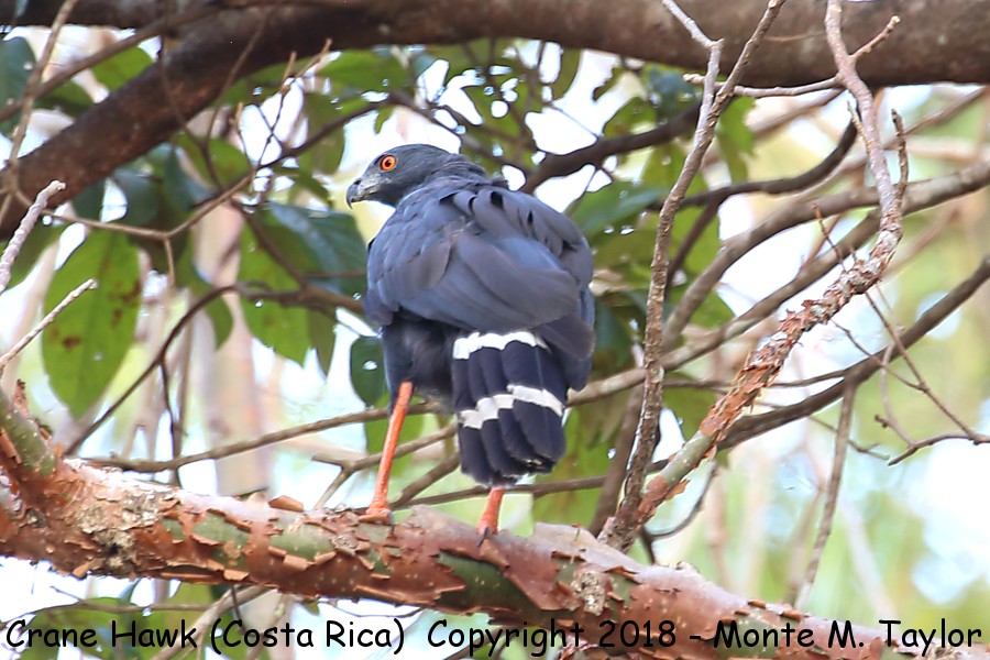Crane Hawk -winter- (Cerro Lodge, Costa Rica)