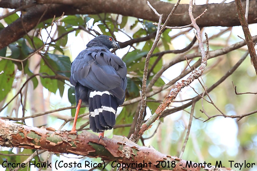 Crane Hawk -winter- (Cerro Lodge, Costa Rica)