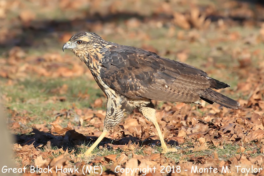 reat Black Hawk -juvenile 20191208- (Deering Oaks Park, Portland, Maine)