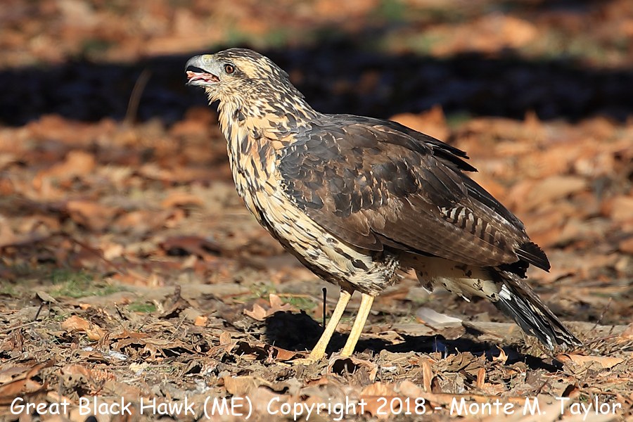Great Black Hawk -juvenile 20191208- (Deering Oaks Park, Portland, Maine)
