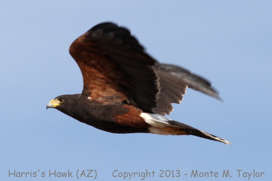 Harris's Hawk -winter adult- (Arizona)