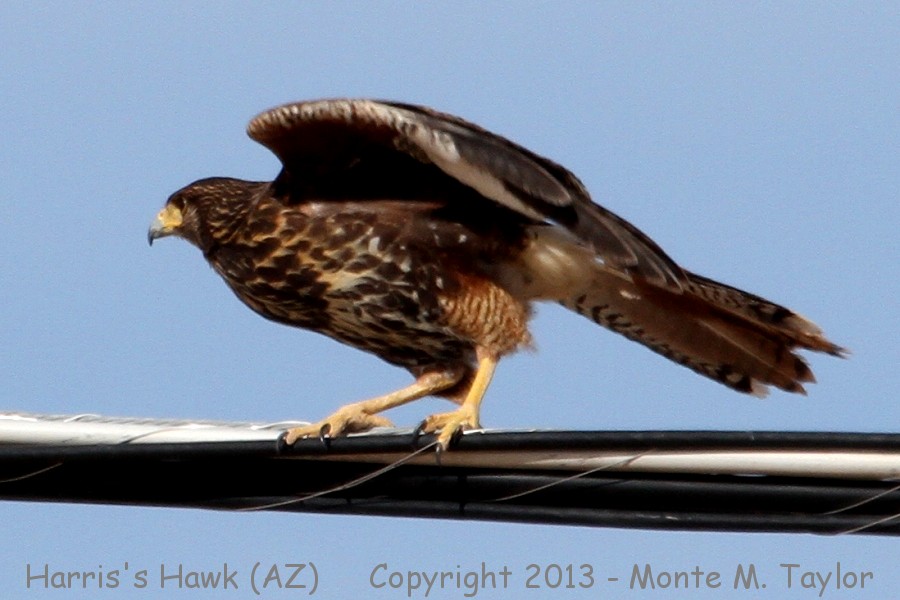 Harris's Hawk -winter juvenal- (Arizona)
