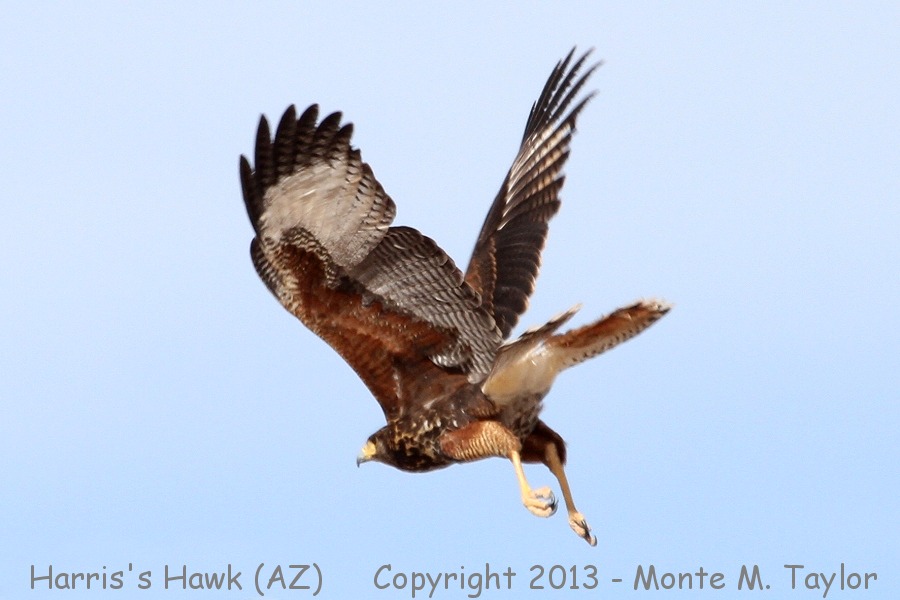 Harris's Hawk -winter juvenal- (Arizona)
