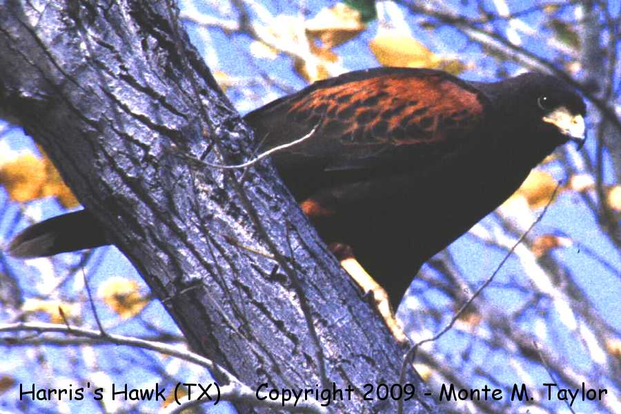 Harris's Hawk -spring- (Texas)