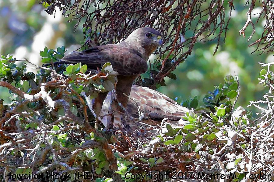Hawaiian Hawk -spring dark morph paired with a light morph- (Hakalau Forest NWR, Big Island, Hawai'i)