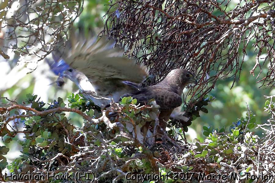 Hawaiian Hawk -spring dark morph paired with a light morph- (Hakalau Forest NWR, Big Island, Hawai'i)