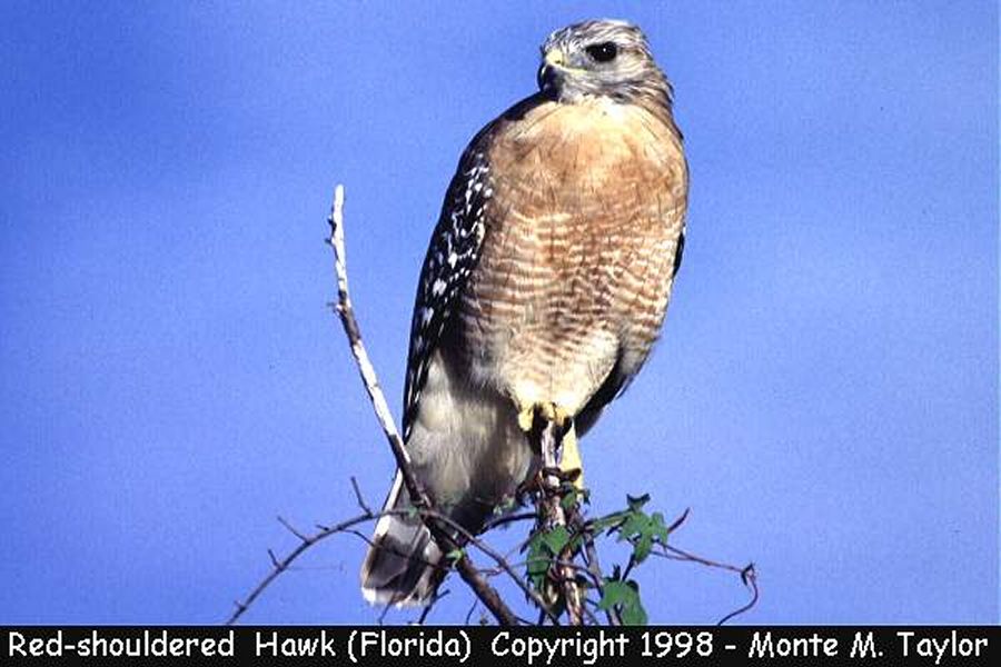 Red-shouldered Hawk -spring- (Florida)
