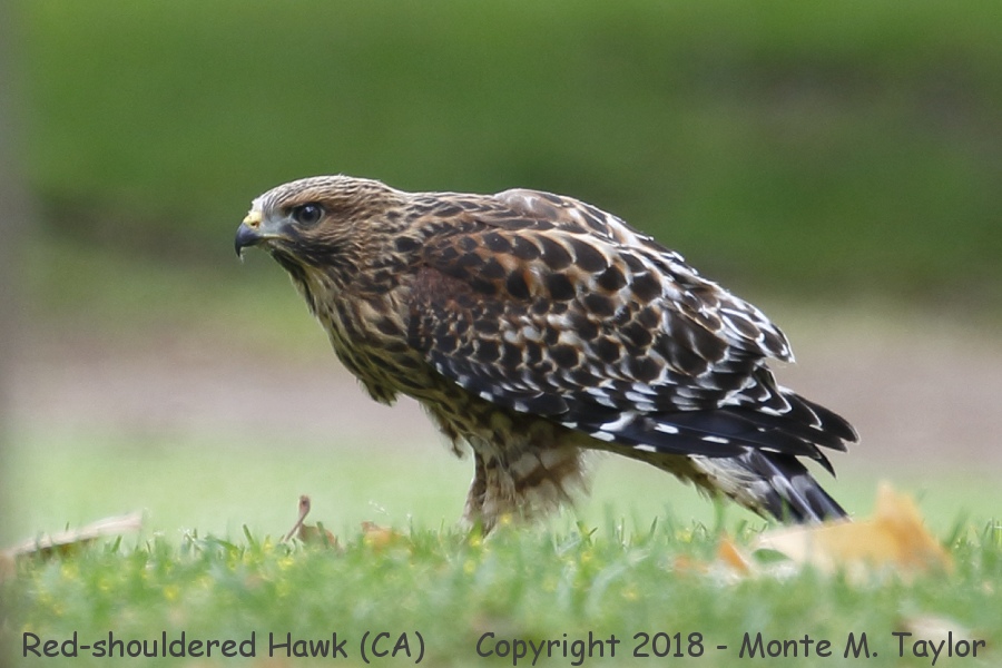 Red-shouldered Hawk -spring- (California)