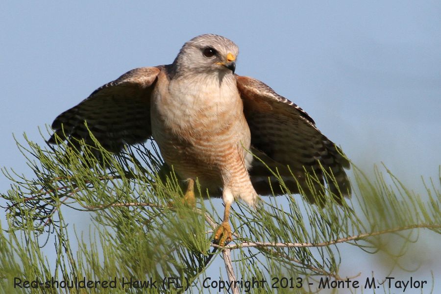 Red-shouldered Hawk -spring- (Florida)