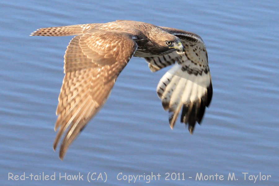 Red-tailed Hawk -winter 1st year- (California)