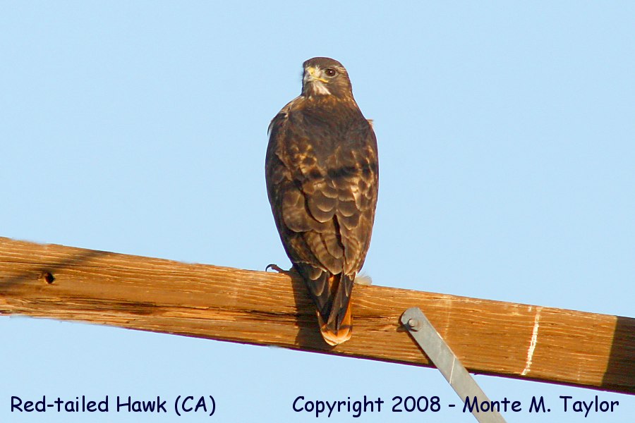 Red-tailed Hawk -spring- (California)