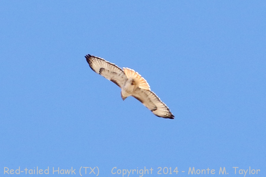 Red-tailed Hawk -fall- (Texas)